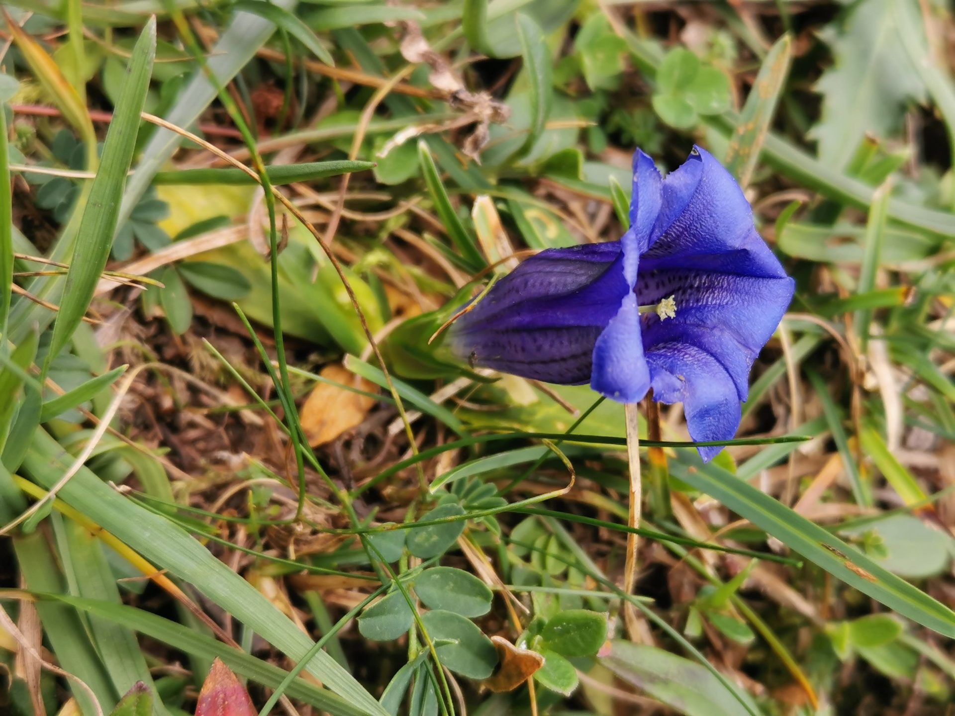 Enzian Blau